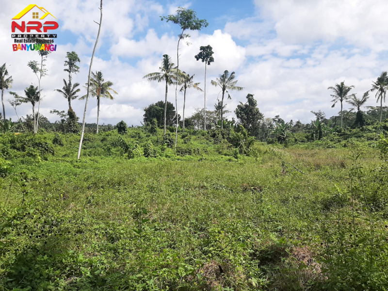 Dijual Tanah Kebun Murah 50 Ribuan Per Meter di Desa Leces, Paspan - Glagah Banyuwangi  Dijual Tanah Kebun Murah 50 Ribuan Per Meter di Desa Leces, Paspan - Glagah Banyuwangi  Dijual Tanah Kebun di Desa Leces, Paspan - Glagah Banyuwangi&nbsp;
Hanya 50 ribu/ meter.&nbsp; Cocok untuk usaha pertanian, perkebunan, atau NRP BANYUWANGI