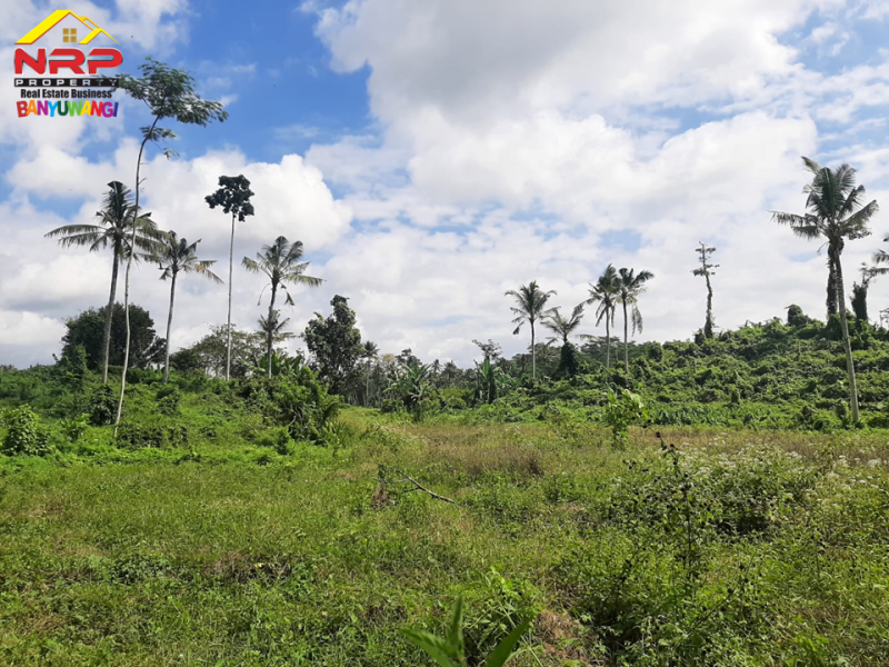 Dijual Tanah Kebun Murah 50 Ribuan Per Meter di Desa Leces, Paspan - Glagah Banyuwangi  Dijual Tanah Kebun Murah 50 Ribuan Per Meter di Desa Leces, Paspan - Glagah Banyuwangi  Dijual Tanah Kebun di Desa Leces, Paspan - Glagah Banyuwangi&nbsp;
Hanya 50 ribu/ meter.&nbsp; Cocok untuk usaha pertanian, perkebunan, atau NRP BANYUWANGI