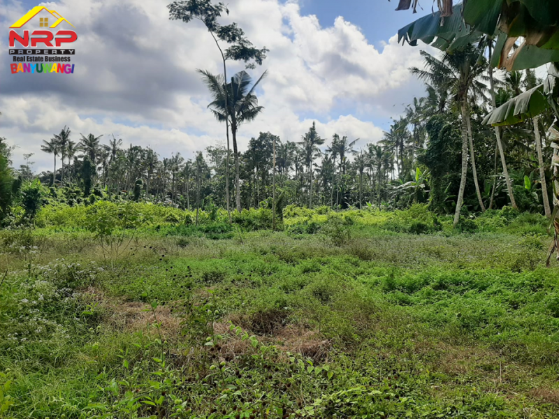 Dijual Tanah Kebun Murah 50 Ribuan Per Meter di Desa Leces, Paspan - Glagah Banyuwangi  Dijual Tanah Kebun Murah 50 Ribuan Per Meter di Desa Leces, Paspan - Glagah Banyuwangi  Dijual Tanah Kebun di Desa Leces, Paspan - Glagah Banyuwangi&nbsp;
Hanya 50 ribu/ meter.&nbsp; Cocok untuk usaha pertanian, perkebunan, atau NRP BANYUWANGI