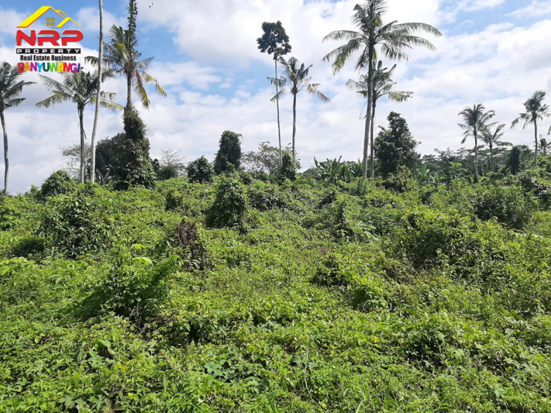Dijual Tanah Kebun Murah 50 Ribuan Per Meter di Desa Leces, Paspan - Glagah Banyuwangi  Dijual Tanah Kebun Murah 50 Ribuan Per Meter di Desa Leces, Paspan - Glagah Banyuwangi  Dijual Tanah Kebun di Desa Leces, Paspan - Glagah Banyuwangi&nbsp;
Hanya 50 ribu/ meter.&nbsp; Cocok untuk usaha pertanian, perkebunan, atau NRP BANYUWANGI