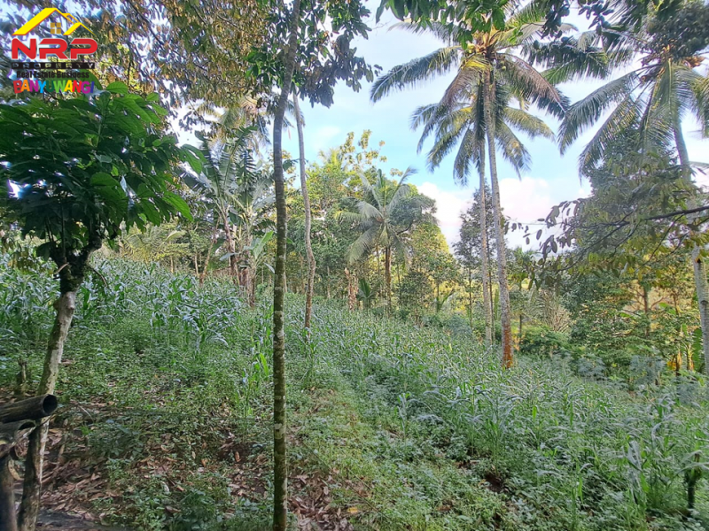 Dijual Tanah Kebun Murah di Kawasan Sendang Seruni, Tamansari - Licin   Dijual Tanah Kebun Murah di Kawasan Sendang Seruni, Tamansari - Licin   Dijual Tanah Kebun di Kawasan Sendang Seruni, Tamansari - Licin&nbsp;&nbsp;
Cocok untuk perkebunan atau investasi jangka panjang&nbsp;

Luas Tanah : 1.841 NRP BANYUWANGI