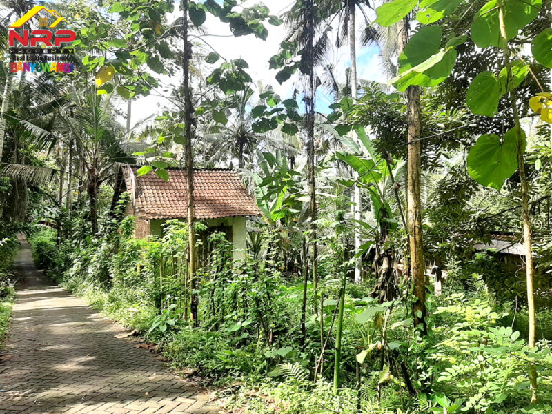 Dijual Tanah Kebun Produkti di Jln Raya Ijen - Paspan, Banyuwangi  Dijual Tanah Kebun Produkti di Jln Raya Ijen - Paspan, Banyuwangi  Dijual Tanah Kebun Produkti di Jln Raya Ijen - Paspan, Banyuwangi
Akses mudah, roda 4 bisa masuk. Cocok untuk Usaha Perkebunan, Villa, Homestay.
Terdapat NRP BANYUWANGI