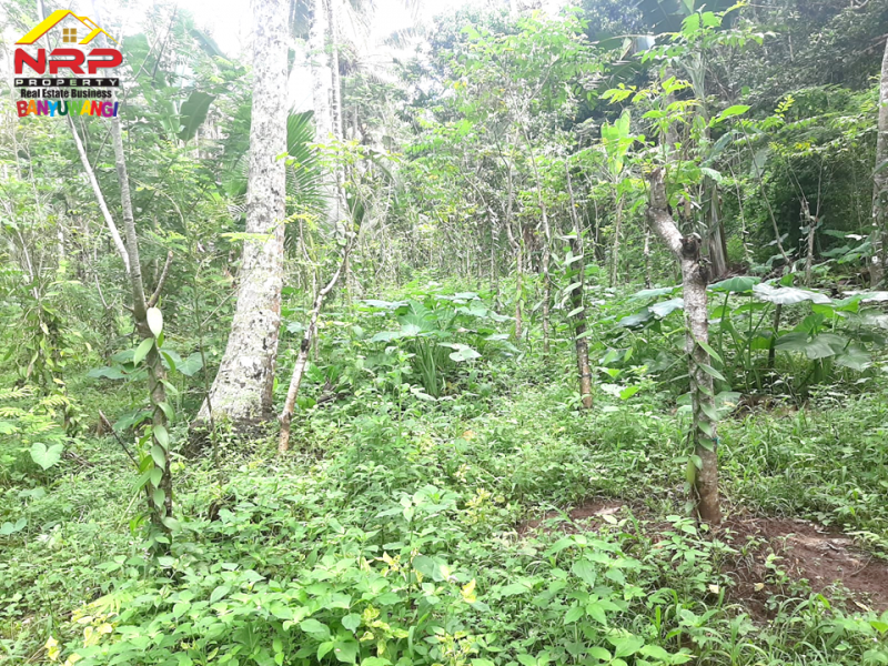 Dijual Tanah Kebun Produkti di Jln Raya Ijen - Paspan, Banyuwangi  Dijual Tanah Kebun Produkti di Jln Raya Ijen - Paspan, Banyuwangi  Dijual Tanah Kebun Produkti di Jln Raya Ijen - Paspan, Banyuwangi
Akses mudah, roda 4 bisa masuk. Cocok untuk Usaha Perkebunan, Villa, Homestay.
Terdapat NRP BANYUWANGI