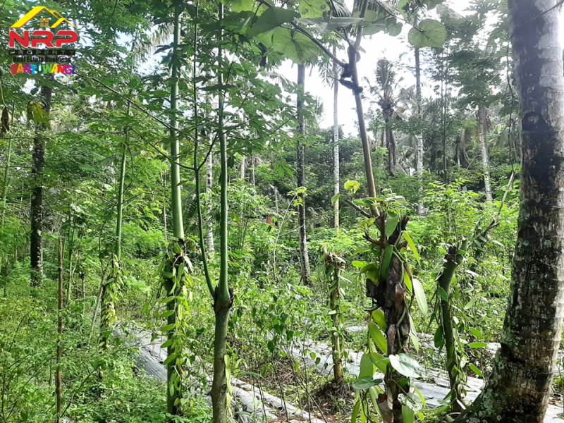 Dijual Tanah Kebun Produkti di Jln Raya Ijen - Paspan, Banyuwangi  Dijual Tanah Kebun Produkti di Jln Raya Ijen - Paspan, Banyuwangi  Dijual Tanah Kebun Produkti di Jln Raya Ijen - Paspan, Banyuwangi
Akses mudah, roda 4 bisa masuk. Cocok untuk Usaha Perkebunan, Villa, Homestay.
Terdapat NRP BANYUWANGI