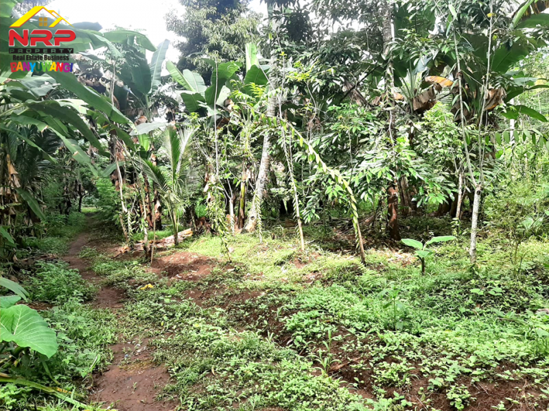 Dijual Tanah Kebun Produkti di Jln Raya Ijen - Paspan, Banyuwangi  Dijual Tanah Kebun Produkti di Jln Raya Ijen - Paspan, Banyuwangi  Dijual Tanah Kebun Produkti di Jln Raya Ijen - Paspan, Banyuwangi
Akses mudah, roda 4 bisa masuk. Cocok untuk Usaha Perkebunan, Villa, Homestay.
Terdapat NRP BANYUWANGI