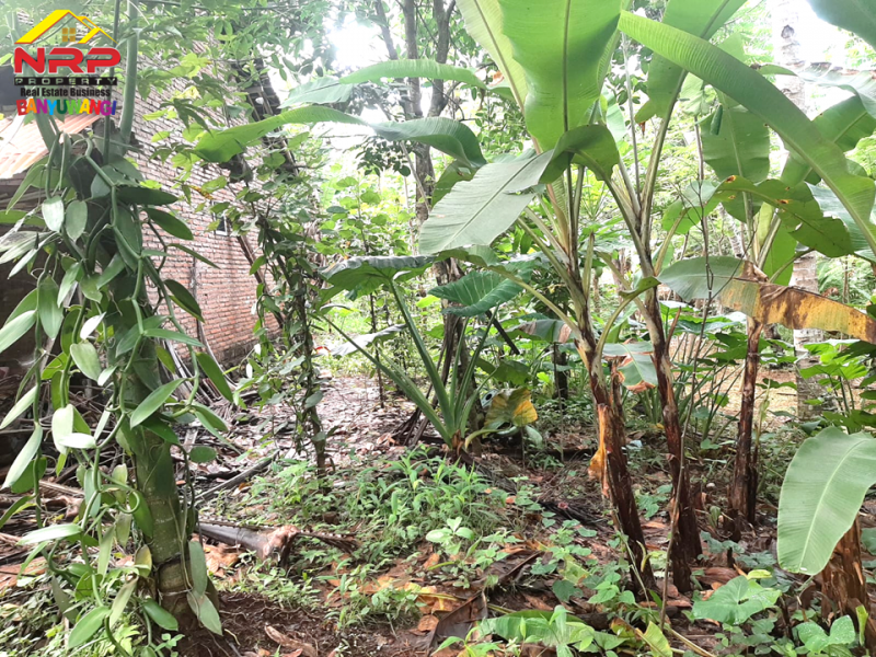 Dijual Tanah Kebun Produkti di Jln Raya Ijen - Paspan, Banyuwangi  Dijual Tanah Kebun Produkti di Jln Raya Ijen - Paspan, Banyuwangi  Dijual Tanah Kebun Produkti di Jln Raya Ijen - Paspan, Banyuwangi
Akses mudah, roda 4 bisa masuk. Cocok untuk Usaha Perkebunan, Villa, Homestay.
Terdapat NRP BANYUWANGI