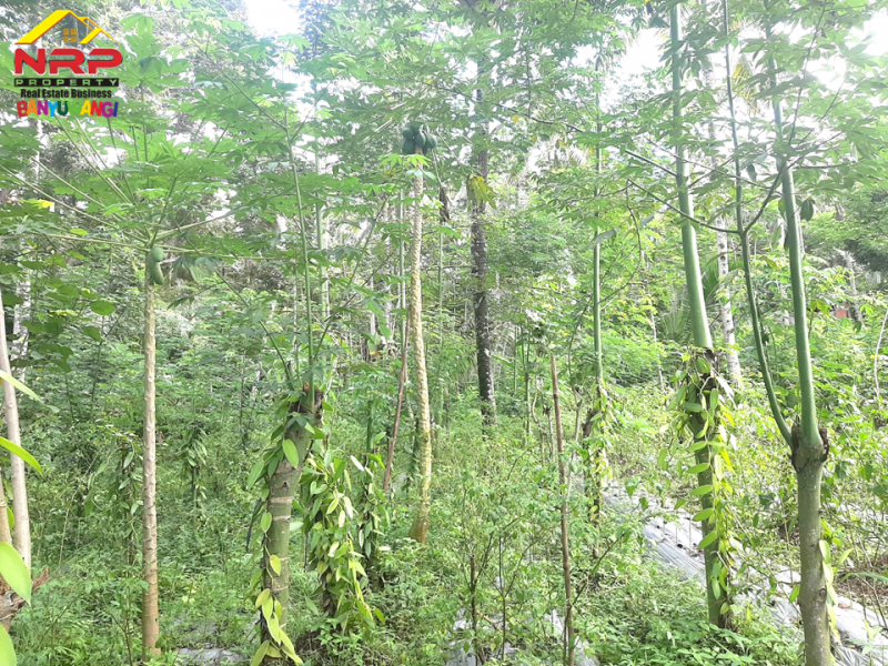Dijual Tanah Kebun Produkti di Jln Raya Ijen - Paspan, Banyuwangi  Dijual Tanah Kebun Produkti di Jln Raya Ijen - Paspan, Banyuwangi  Dijual Tanah Kebun Produkti di Jln Raya Ijen - Paspan, Banyuwangi
Akses mudah, roda 4 bisa masuk. Cocok untuk Usaha Perkebunan, Villa, Homestay.
Terdapat NRP BANYUWANGI