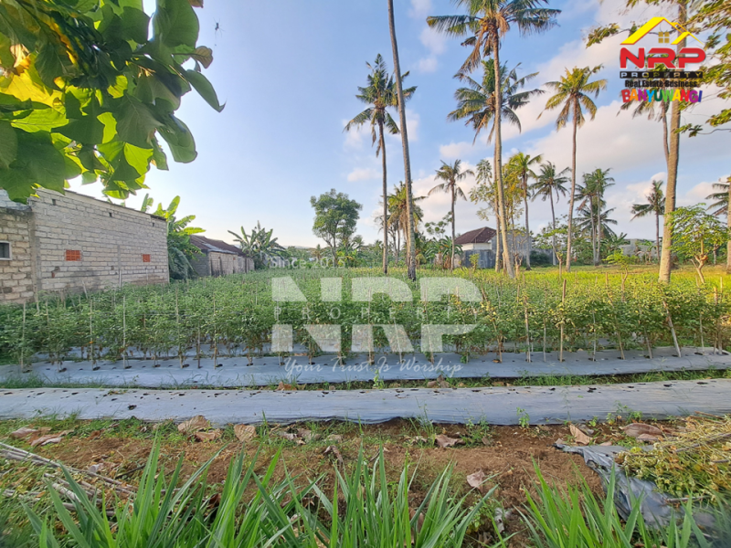 Dijual Tanah Kebun Produktif di Ketapang - Banyuwangi  Dijual Tanah Kebun Produktif di Ketapang - Banyuwangi  Dijual Tanah Kebun Produktif di Ketapang - Banyuwangi&nbsp;
Lokasi strategis dekat dengan Jalan Lingkar Ketapang, Berada di kawasan industri
View rel kereta NRP BANYUWANGI