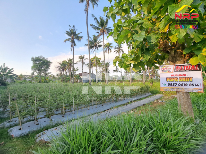 Dijual Tanah Kebun Produktif di Ketapang - Banyuwangi  Dijual Tanah Kebun Produktif di Ketapang - Banyuwangi  Dijual Tanah Kebun Produktif di Ketapang - Banyuwangi&nbsp;
Lokasi strategis dekat dengan Jalan Lingkar Ketapang, Berada di kawasan industri
View rel kereta NRP BANYUWANGI