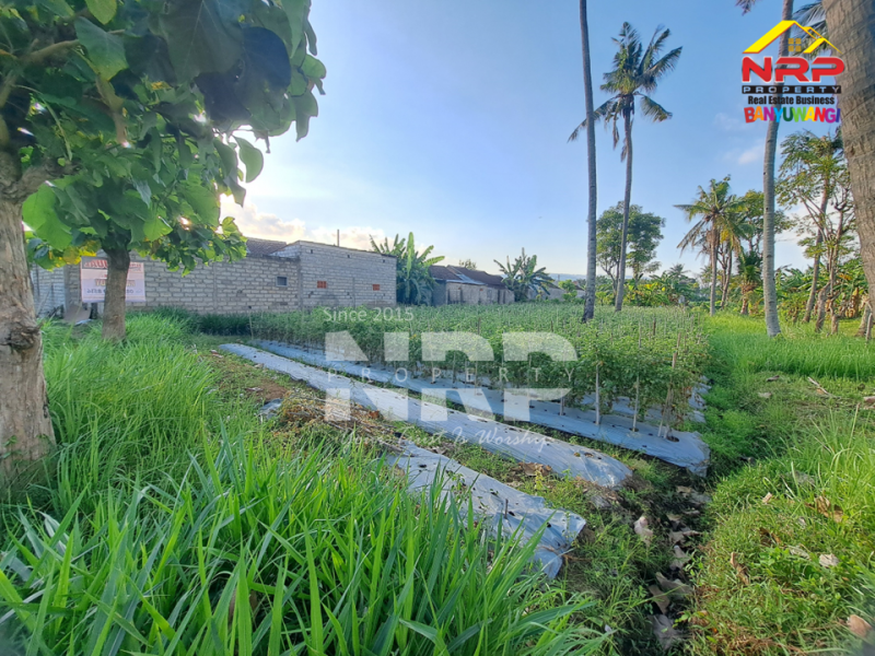 Dijual Tanah Kebun Produktif di Ketapang - Banyuwangi  Dijual Tanah Kebun Produktif di Ketapang - Banyuwangi  Dijual Tanah Kebun Produktif di Ketapang - Banyuwangi&nbsp;
Lokasi strategis dekat dengan Jalan Lingkar Ketapang, Berada di kawasan industri
View rel kereta NRP BANYUWANGI