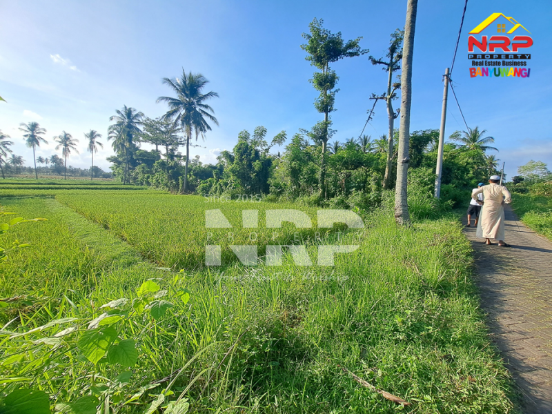 Dijual Tanah Kebun Produktif di Pendarungan - Banyuwangi  Dijual Tanah Kebun Produktif di Pendarungan - Banyuwangi  Dijual Tanah Kebun Produktif di Pendarungan - Banyuwangi&nbsp;
Harga murah, Akses jalan paving roda 4

Luas Tanah : 7.359 NRP BANYUWANGI