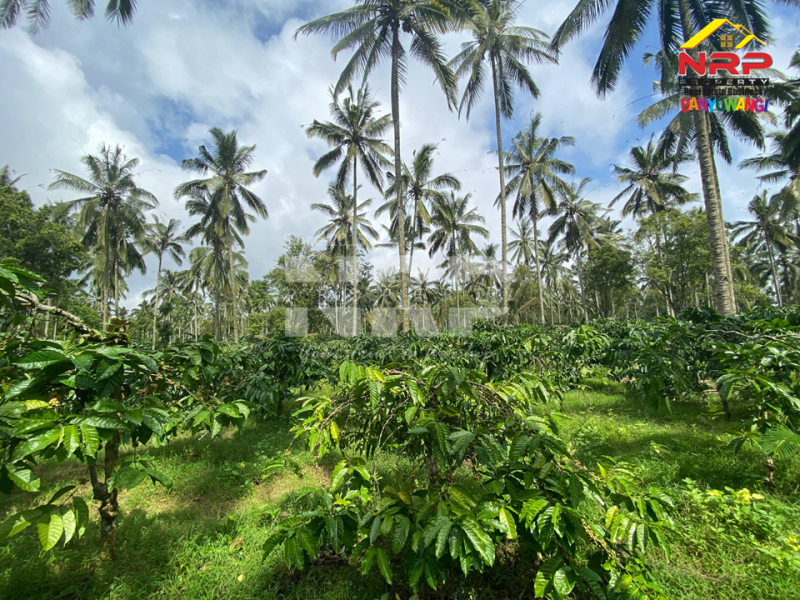 Dijual Tanah Kebun Produktif di Tamansari, Licin - Banyuwangi  Dijual Tanah Kebun Produktif di Tamansari, Licin - Banyuwangi  Dijual Tanah Kebun Produktif di Tamansari, Licin - Banyuwangi&nbsp;
Akses jln mobil, pickup, truk. Ada pohon kopi berbuah dan produktif, Pohon kelapa dan NRP BANYUWANGI