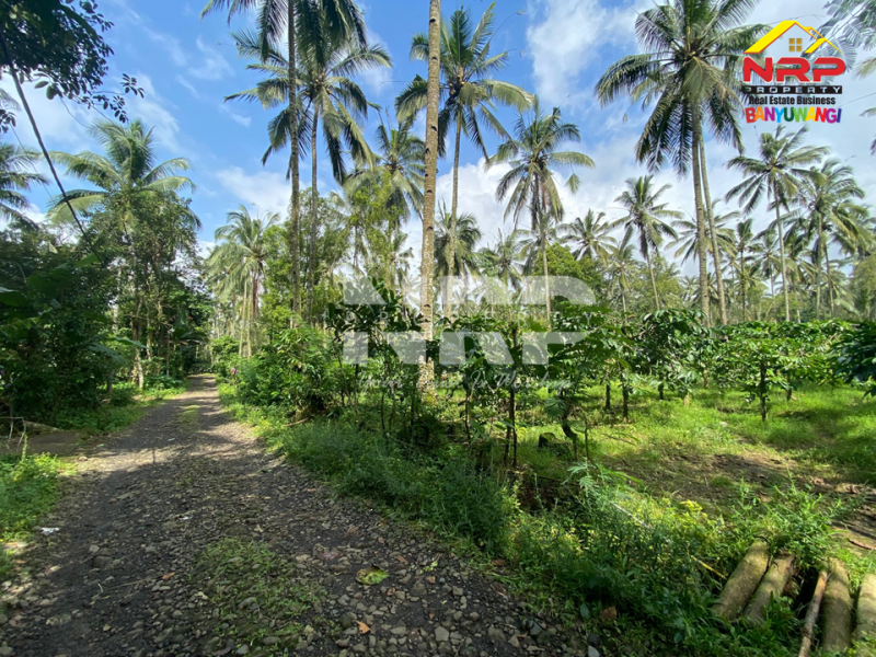 Dijual Tanah Kebun Produktif di Tamansari, Licin - Banyuwangi  Dijual Tanah Kebun Produktif di Tamansari, Licin - Banyuwangi  Dijual Tanah Kebun Produktif di Tamansari, Licin - Banyuwangi&nbsp;
Akses jln mobil, pickup, truk. Ada pohon kopi berbuah dan produktif, Pohon kelapa dan NRP BANYUWANGI