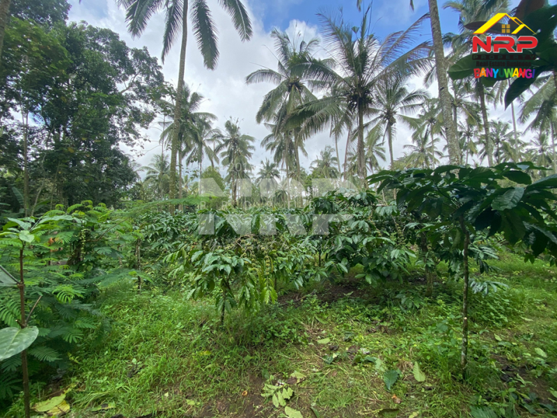 Dijual Tanah Kebun Produktif di Tamansari, Licin - Banyuwangi  Dijual Tanah Kebun Produktif di Tamansari, Licin - Banyuwangi  Dijual Tanah Kebun Produktif di Tamansari, Licin - Banyuwangi&nbsp;
Akses jln mobil, pickup, truk. Ada pohon kopi berbuah dan produktif, Pohon kelapa dan NRP BANYUWANGI