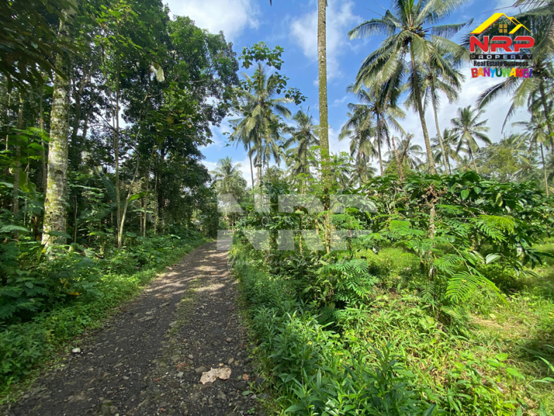 Dijual Tanah Kebun Produktif di Tamansari, Licin - Banyuwangi  Dijual Tanah Kebun Produktif di Tamansari, Licin - Banyuwangi  Dijual Tanah Kebun Produktif di Tamansari, Licin - Banyuwangi&nbsp;
Akses jln mobil, pickup, truk. Ada pohon kopi berbuah dan produktif, Pohon kelapa dan NRP BANYUWANGI