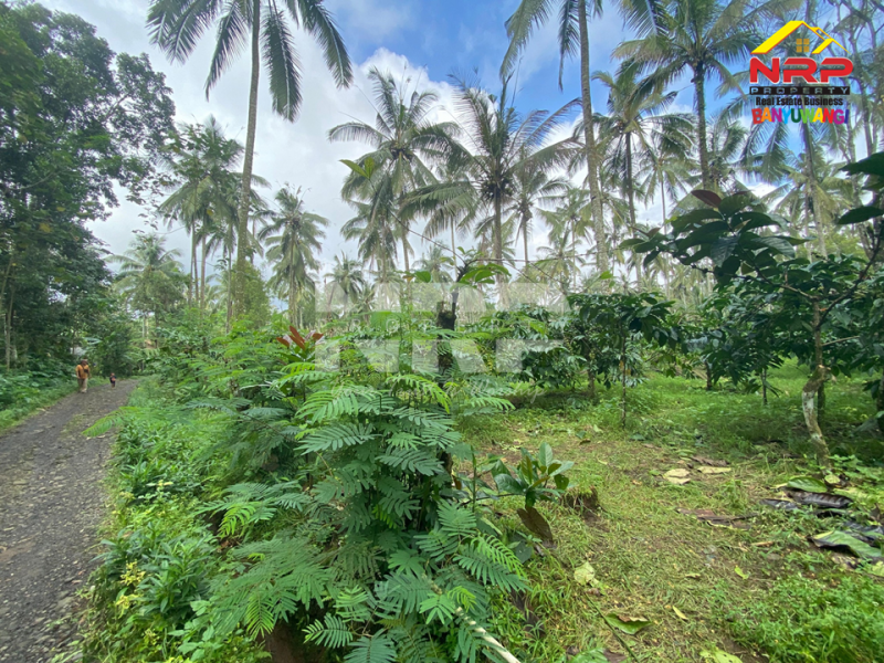 Dijual Tanah Kebun Produktif di Tamansari, Licin - Banyuwangi  Dijual Tanah Kebun Produktif di Tamansari, Licin - Banyuwangi  Dijual Tanah Kebun Produktif di Tamansari, Licin - Banyuwangi&nbsp;
Akses jln mobil, pickup, truk. Ada pohon kopi berbuah dan produktif, Pohon kelapa dan NRP BANYUWANGI