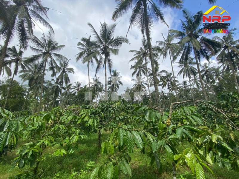 Dijual Tanah Kebun Produktif di Tamansari, Licin - Banyuwangi  Dijual Tanah Kebun Produktif di Tamansari, Licin - Banyuwangi  Dijual Tanah Kebun Produktif di Tamansari, Licin - Banyuwangi&nbsp;
Akses jln mobil, pickup, truk. Ada pohon kopi berbuah dan produktif, Pohon kelapa dan NRP BANYUWANGI