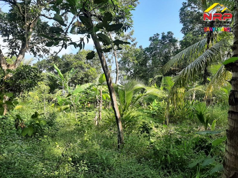 Dijual Tanah Kebun Prospek 20 Meter dari Jl. Lingkar Belakang SPBU Farley Ketapang Dijual Tanah Kebun Prospek 20 Meter dari Jl. Lingkar Belakang SPBU Farley Ketapang Dijual Tanah Kebun Prospek 20 Meter dari Jl. Lingkar Belakang SPBU Farley Ketapang
100 Meter dari JL. Utama Ketapang
Terletak di area Bisnis Aktif Pelabuhan NRP BANYUWANGI
