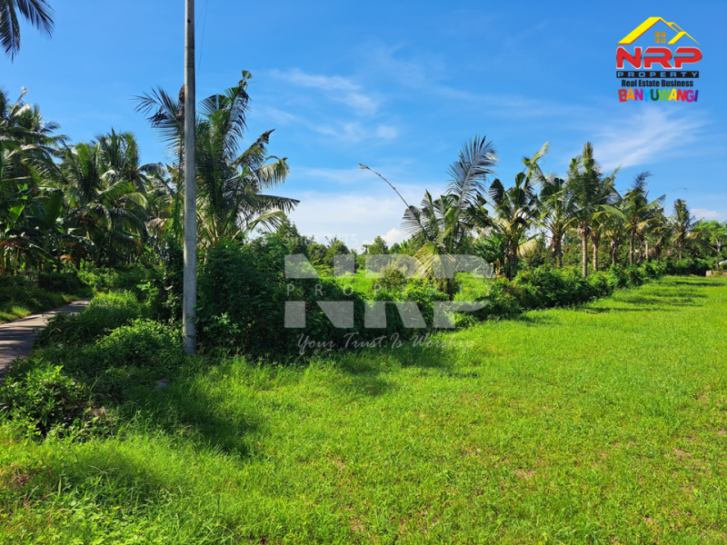 Dijual Tanah Kebun + Rumah singgah di Belakang Hotel Kokoon - Banyuwangi  Dijual Tanah Kebun + Rumah singgah di Belakang Hotel Kokoon - Banyuwangi  Dijual Tanah Kebun + Rumah singgah di Belakang Hotel Kokoon - Banyuwangi&nbsp;
Lokasi 500 Meter dari Jl. Provinsi, Dadapan&nbsp;
Kawasan Hotel dan Wisata NRP BANYUWANGI