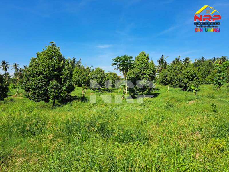 Dijual Tanah Kebun + Rumah singgah di Belakang Hotel Kokoon - Banyuwangi  Dijual Tanah Kebun + Rumah singgah di Belakang Hotel Kokoon - Banyuwangi  Dijual Tanah Kebun + Rumah singgah di Belakang Hotel Kokoon - Banyuwangi&nbsp;
Lokasi 500 Meter dari Jl. Provinsi, Dadapan&nbsp;
Kawasan Hotel dan Wisata NRP BANYUWANGI