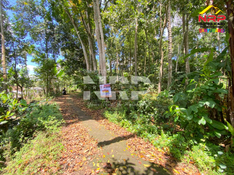 Dijual Tanah Kebun Salak di Desa Jelun, Glagah - Banyuwangi  Dijual Tanah Kebun Salak di Desa Jelun, Glagah - Banyuwangi  Dijual Tanah Kebun Salak di Desa Jelun, Glagah - Banyuwangi&nbsp;
Lokasi asri, cocok untuk investasi maupun usaha perkebunan&nbsp;

Luas Tanah :2.690 NRP BANYUWANGI