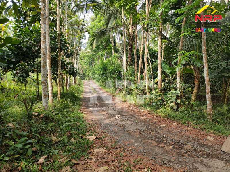 Dijual Tanah Kebun Sangat Luas di Grogol - Banyuwangi  Dijual Tanah Kebun Sangat Luas di Grogol - Banyuwangi  Dijual Tanah Kebun Sangat Luas di Grogol - Banyuwangi&nbsp;
Bisa diakses dari Desa Grogol maupun Desa Kampung Anyar Glagah&nbsp;
Akses pickup, truk. Cocok NRP BANYUWANGI