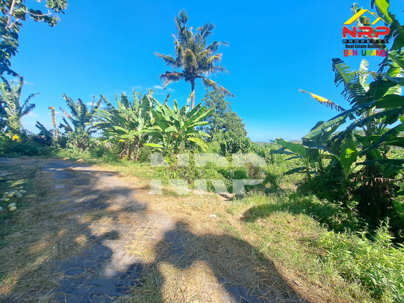 Dijual Tanah Kebun Sangat luas di Patoman - Blimbingsari Banyuwangi Dijual Tanah Kebun Sangat luas di Patoman - Blimbingsari Banyuwangi Dijual Tanah Kebun Sangat luas di Patoman - Blimbingsari Banyuwangi
Akses jalan paving, Cocok untuk usaha perkebunan, peternakan, atau pembukaan kawasan NRP BANYUWANGI