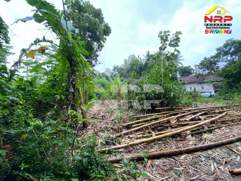 Dijual Tanah Kebun Sangat Murah di Desa Tegalrejo - Tegalsari  Dijual Tanah Kebun Sangat Murah di Desa Tegalrejo - Tegalsari  Dijual Tanah Kebun Sangat Murah di Desa Tegalrejo - Tegalsari&nbsp;
Berada dikawasan pedesaan, akses mobil.&nbsp;

Luas Tanah : 1.147 M2&nbsp;
SHM Proses NRP BANYUWANGI