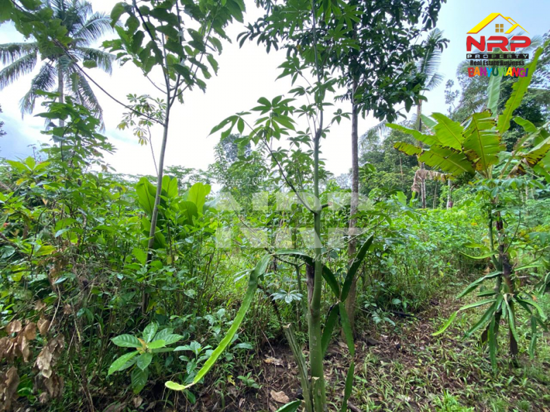 Dijual Tanah Kebun Sangat Murah di Desa Tegalrejo - Tegalsari  Dijual Tanah Kebun Sangat Murah di Desa Tegalrejo - Tegalsari  Dijual Tanah Kebun Sangat Murah di Desa Tegalrejo - Tegalsari&nbsp;
Berada dikawasan pedesaan, akses mobil.&nbsp;

Luas Tanah : 1.147 M2&nbsp;
SHM Proses NRP BANYUWANGI