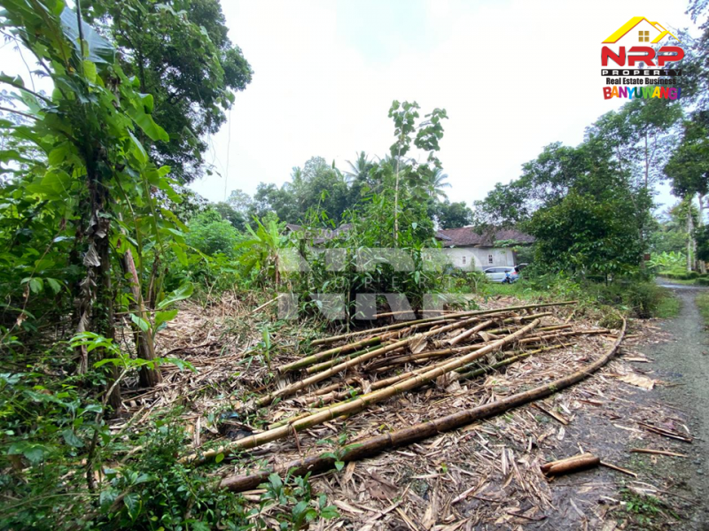 Dijual Tanah Kebun Sangat Murah di Desa Tegalrejo - Tegalsari  Dijual Tanah Kebun Sangat Murah di Desa Tegalrejo - Tegalsari  Dijual Tanah Kebun Sangat Murah di Desa Tegalrejo - Tegalsari&nbsp;
Berada dikawasan pedesaan, akses mobil.&nbsp;

Luas Tanah : 1.147 M2&nbsp;
SHM Proses NRP BANYUWANGI