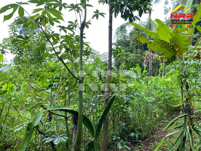 Dijual Tanah Kebun Sangat Murah di Desa Tegalrejo - Tegalsari  Dijual Tanah Kebun Sangat Murah di Desa Tegalrejo - Tegalsari  Dijual Tanah Kebun Sangat Murah di Desa Tegalrejo - Tegalsari&nbsp;
Berada dikawasan pedesaan, akses mobil.&nbsp;

Luas Tanah : 1.147 M2&nbsp;
SHM Proses NRP BANYUWANGI
