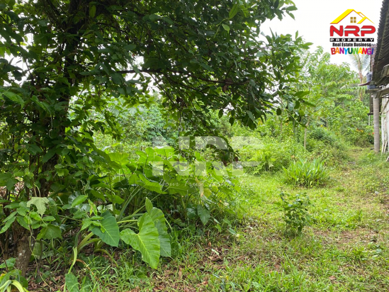 Dijual Tanah Kebun Sangat Murah di Desa Tegalrejo - Tegalsari  Dijual Tanah Kebun Sangat Murah di Desa Tegalrejo - Tegalsari  Dijual Tanah Kebun Sangat Murah di Desa Tegalrejo - Tegalsari&nbsp;
Berada dikawasan pedesaan, akses mobil.&nbsp;

Luas Tanah : 1.147 M2&nbsp;
SHM Proses NRP BANYUWANGI