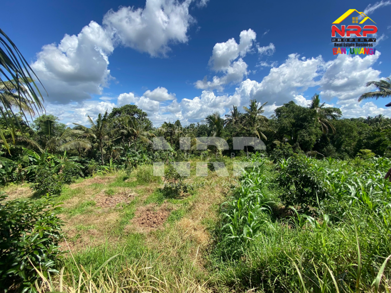 Dijual Tanah Kebun + Sawah Luas di  Licin - Banyuwangi  Dijual Tanah Kebun + Sawah Luas di  Licin - Banyuwangi  Dijual Tanah Kebun + Sawah Luas di&nbsp; Licin - Banyuwangi&nbsp;
Akses Jl. Utama Pakel - Licin. Dapet view sawah terasiring.&nbsp;
Cocok untuk investasi, NRP BANYUWANGI