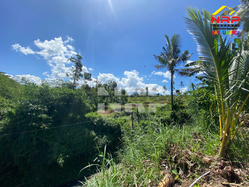 Dijual Tanah Kebun + Sawah Luas di  Licin - Banyuwangi  Dijual Tanah Kebun + Sawah Luas di  Licin - Banyuwangi  Dijual Tanah Kebun + Sawah Luas di&nbsp; Licin - Banyuwangi&nbsp;
Akses Jl. Utama Pakel - Licin. Dapet view sawah terasiring.&nbsp;
Cocok untuk investasi, NRP BANYUWANGI