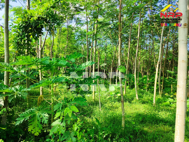 Dijual Tanah Kebun Sengon di Srono - Banyuwangi  Dijual Tanah Kebun Sengon di Srono - Banyuwangi  Dijual Tanah Kebun Sengon di Srono - Banyuwangi&nbsp;
Akses jalan setapak, terdapat 600 pohon sengon.
Jauh dari rumah penduduk cocok untuk peternakan atau NRP BANYUWANGI