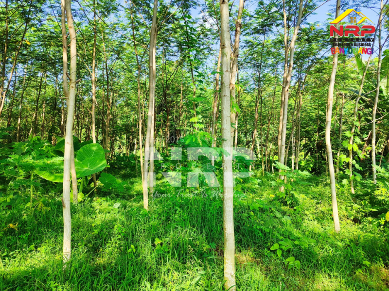 Dijual Tanah Kebun Sengon di Srono - Banyuwangi  Dijual Tanah Kebun Sengon di Srono - Banyuwangi  Dijual Tanah Kebun Sengon di Srono - Banyuwangi&nbsp;
Akses jalan setapak, terdapat 600 pohon sengon.
Jauh dari rumah penduduk cocok untuk peternakan atau NRP BANYUWANGI
