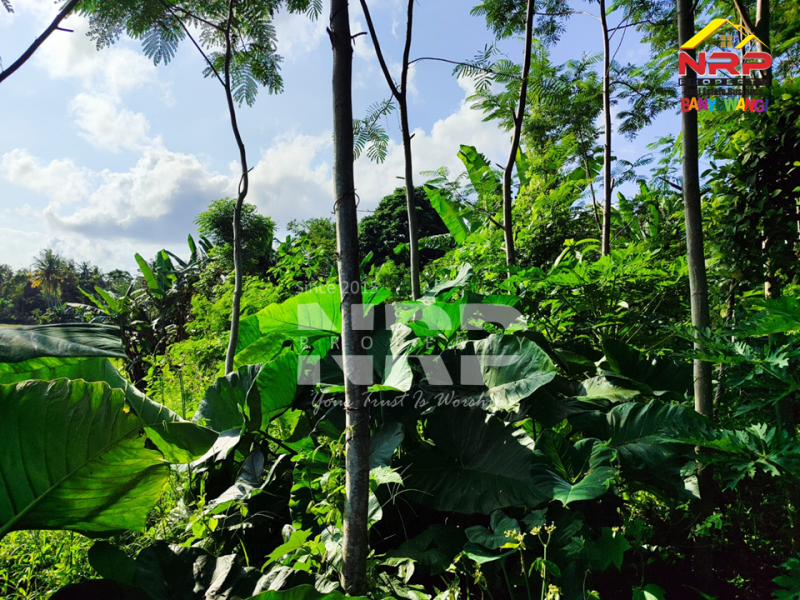 Dijual Tanah Kebun Sengon di Srono - Banyuwangi  Dijual Tanah Kebun Sengon di Srono - Banyuwangi  Dijual Tanah Kebun Sengon di Srono - Banyuwangi&nbsp;
Akses jalan setapak, terdapat 600 pohon sengon.
Jauh dari rumah penduduk cocok untuk peternakan atau NRP BANYUWANGI