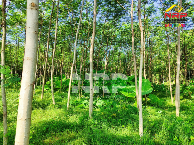Dijual Tanah Kebun Sengon di Srono - Banyuwangi  Dijual Tanah Kebun Sengon di Srono - Banyuwangi  Dijual Tanah Kebun Sengon di Srono - Banyuwangi&nbsp;
Akses jalan setapak, terdapat 600 pohon sengon.
Jauh dari rumah penduduk cocok untuk peternakan atau NRP BANYUWANGI