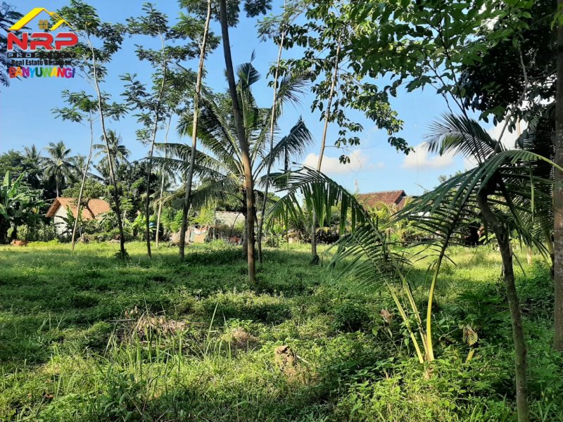 Dijual Tanah Kebun Strategis 20 Meter Jl. Lingkar Ketapang - Banyuwangi Dijual Tanah Kebun Strategis 20 Meter Jl. Lingkar Ketapang - Banyuwangi Dijual Tanah Kebun Strategis 20 Meter Jl. Lingkar Ketapang - Banyuwangi
Lokasi Stratregis dekat AKABA Cocok Untuk Kos - Kosan

Luas Tanah : 2.600 m2 NRP BANYUWANGI