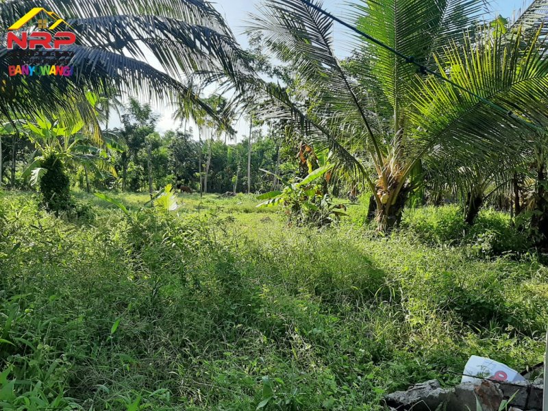 Dijual Tanah Kebun Strategis 20 Meter Jl. Lingkar Ketapang - Banyuwangi Dijual Tanah Kebun Strategis 20 Meter Jl. Lingkar Ketapang - Banyuwangi Dijual Tanah Kebun Strategis 20 Meter Jl. Lingkar Ketapang - Banyuwangi
Lokasi Stratregis dekat AKABA Cocok Untuk Kos - Kosan

Luas Tanah : 2.600 m2 NRP BANYUWANGI
