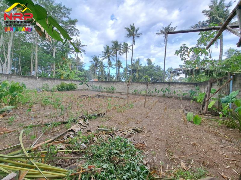 Dijual Tanah Kering 100 Meter dari Black Sand Beach Cacalan - Banyuwangi  Dijual Tanah Kering 100 Meter dari Black Sand Beach Cacalan - Banyuwangi  Dijual Tanah Kering 100 Meter dari Black Sand Beach Cacalan - Banyuwangi&nbsp;
Dekat dengan kawasan bisnis dan perhotelan . Cocok untuk hunian, villa NRP BANYUWANGI