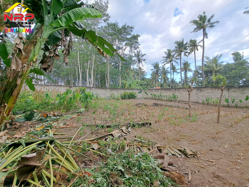 Dijual Tanah Kering 100 Meter dari Black Sand Beach Cacalan - Banyuwangi  Dijual Tanah Kering 100 Meter dari Black Sand Beach Cacalan - Banyuwangi  Dijual Tanah Kering 100 Meter dari Black Sand Beach Cacalan - Banyuwangi&nbsp;
Dekat dengan kawasan bisnis dan perhotelan . Cocok untuk hunian, villa NRP BANYUWANGI