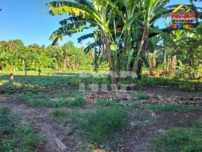Dijual Tanah Kering 500 Meter dari Jl. Desa Sukojati - Banyuwangi  Dijual Tanah Kering 500 Meter dari Jl. Desa Sukojati - Banyuwangi  Dijual Tanah Kering 500 Meter dari Jl. Desa Sukojati - Banyuwangi&nbsp;
Cocok untuk pembukaan kawasan perumahan baru, Gudang dll.&nbsp;

Luas Tanah +/- NRP BANYUWANGI