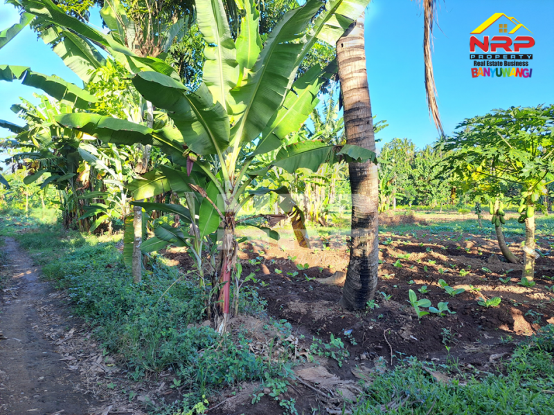 Dijual Tanah Kering 500 Meter dari Jl. Desa Sukojati - Banyuwangi  Dijual Tanah Kering 500 Meter dari Jl. Desa Sukojati - Banyuwangi  Dijual Tanah Kering 500 Meter dari Jl. Desa Sukojati - Banyuwangi&nbsp;
Cocok untuk pembukaan kawasan perumahan baru, Gudang dll.&nbsp;

Luas Tanah +/- NRP BANYUWANGI