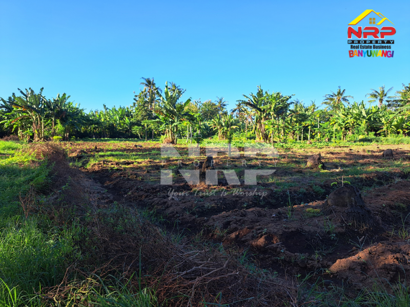 Dijual Tanah Kering 500 Meter dari Jl. Desa Sukojati - Banyuwangi  Dijual Tanah Kering 500 Meter dari Jl. Desa Sukojati - Banyuwangi  Dijual Tanah Kering 500 Meter dari Jl. Desa Sukojati - Banyuwangi&nbsp;
Cocok untuk pembukaan kawasan perumahan baru, Gudang dll.&nbsp;

Luas Tanah +/- NRP BANYUWANGI