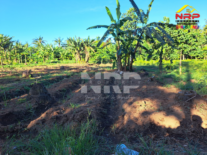 Dijual Tanah Kering 500 Meter dari Jl. Desa Sukojati - Banyuwangi  Dijual Tanah Kering 500 Meter dari Jl. Desa Sukojati - Banyuwangi  Dijual Tanah Kering 500 Meter dari Jl. Desa Sukojati - Banyuwangi&nbsp;
Cocok untuk pembukaan kawasan perumahan baru, Gudang dll.&nbsp;

Luas Tanah +/- NRP BANYUWANGI