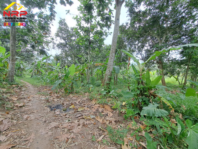 Dijual Tanah Kering di tepi Jl. Pendarungan - Banyuwangi  Dijual Tanah Kering di tepi Jl. Pendarungan - Banyuwangi  Dijual Tanah Kering di tepi Jl. Pendarungan - Banyuwangi&nbsp;
Cocok untuk area perkebunan atau investasi jangka panjang.&nbsp;

Luas Tanah : 19.850 NRP BANYUWANGI