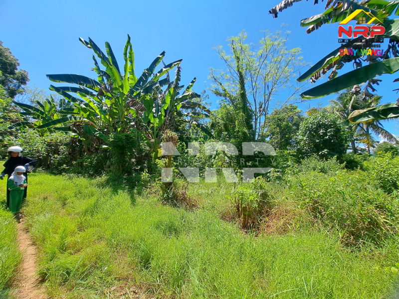 Dijual Tanah Kering Murah 100 jutaan di Bulusan - Banyuwangi Dijual Tanah Kering Murah 100 jutaan di Bulusan - Banyuwangi Dijual Tanah Kering Murah di Bulusan - Banyuwangi
Dekat dengan perkampungan penduduk, 4 menit dari Jl. Raya Gatot Subroto&nbsp;

Luas Tanah 300 NRP BANYUWANGI
