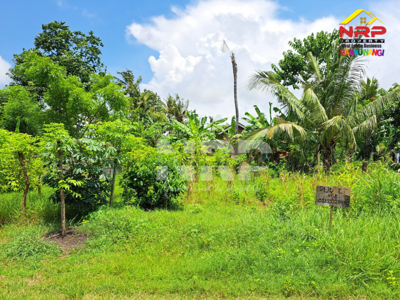 Dijual Tanah Kering Murah di Bulusan - Banyuwangi Dijual Tanah Kering Murah di Bulusan - Banyuwangi Dijual Tanah Kering Murah di Bulusan - Banyuwangi
Dekat dengan Perum. Sonas Bulusan Banyuwangi&nbsp;

Luas Tanah 146 NRP BANYUWANGI