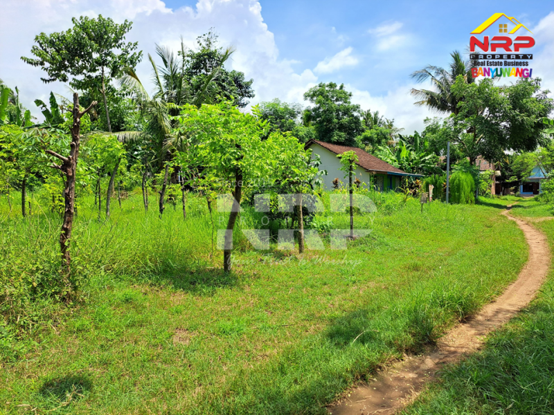 Dijual Tanah Kering Murah di Bulusan - Banyuwangi Dijual Tanah Kering Murah di Bulusan - Banyuwangi Dijual Tanah Kering Murah di Bulusan - Banyuwangi
Dekat dengan Perum. Sonas Bulusan Banyuwangi&nbsp;

Luas Tanah 146 NRP BANYUWANGI